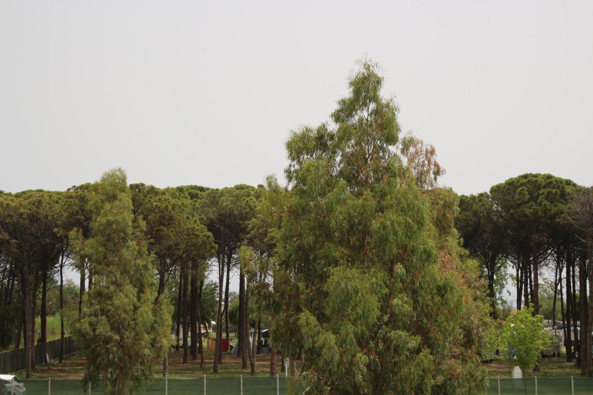 Levante Marina di Schiavonea Luaran gambar